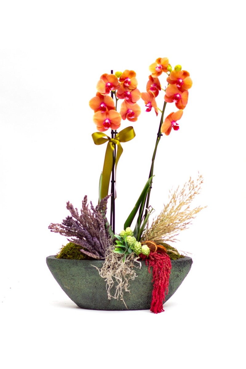 Eskitme Kayık Saksıda Ateş Orkidesi