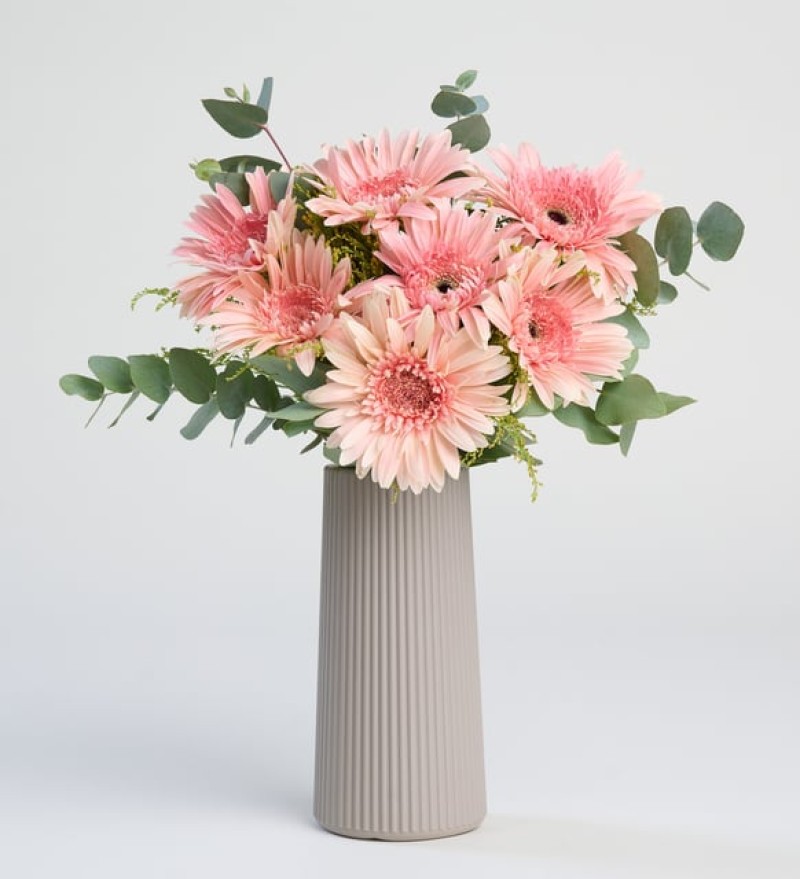 Bej Çizgili Polimer Vazoda Pembe Gerbera Çiçekleri