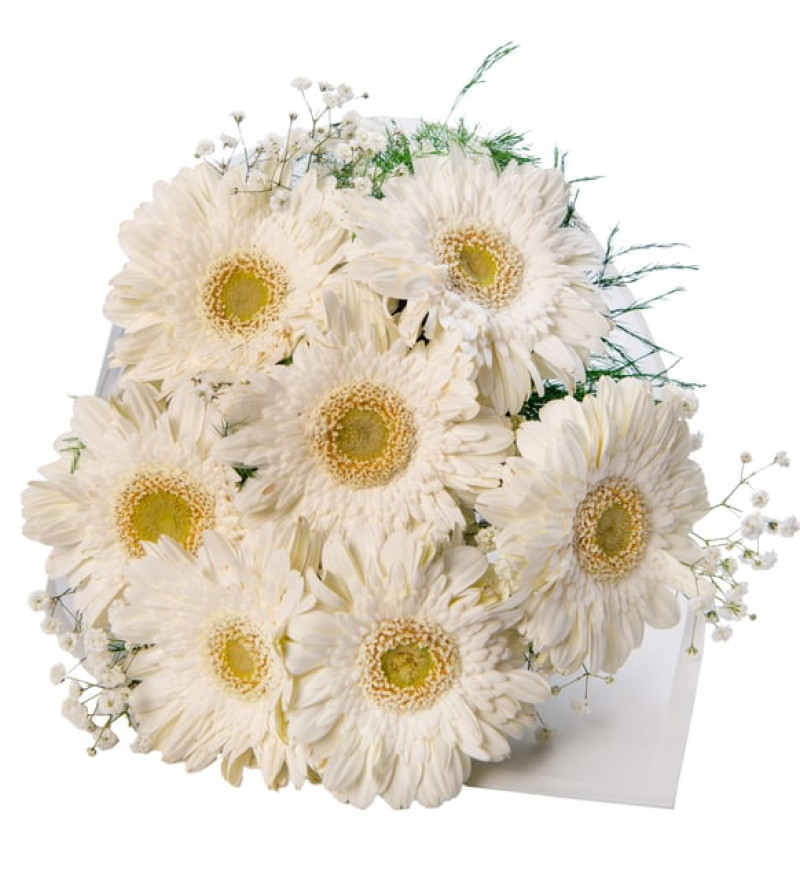 Beyaz Gerberalar Çiçek Buketi Lolaflora
