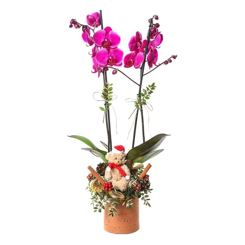 Christmas Radiant Orkide Kokina