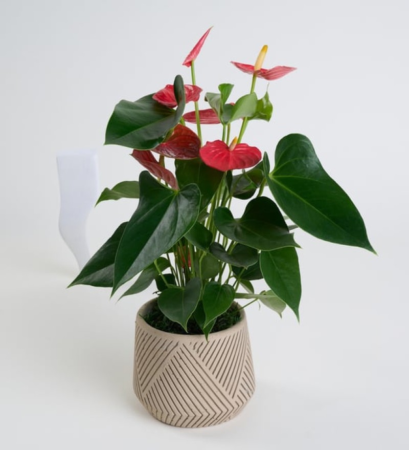 Geometrik Çizgi Desenli Saksıda Antoryum Bitkisi