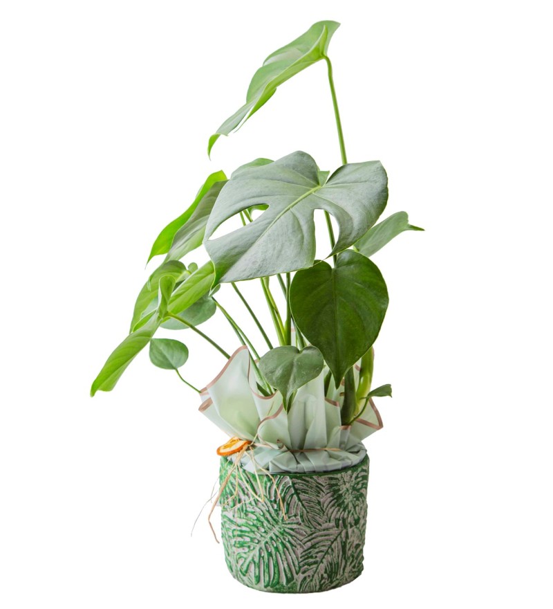 Monstera Deve Tabanı