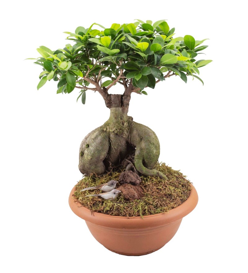 Ficus Orta Boy Bonsai