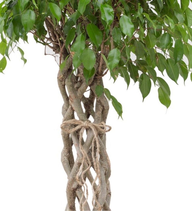 Küp Saksıda Örgülü Benjamin