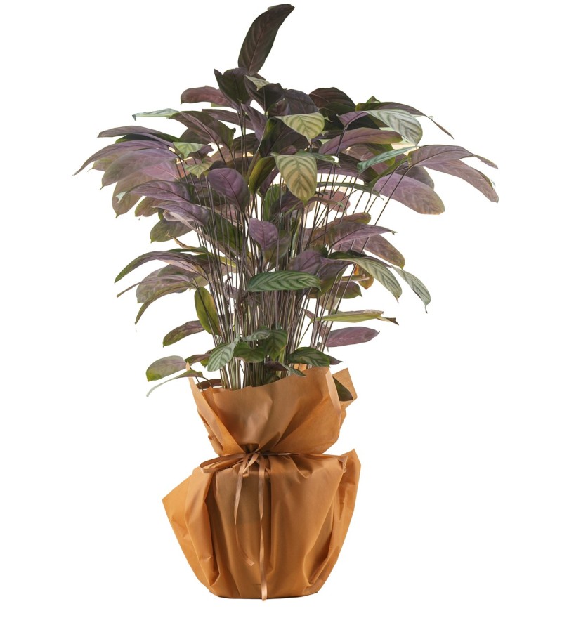 Calathea (Dua Bitkisi)