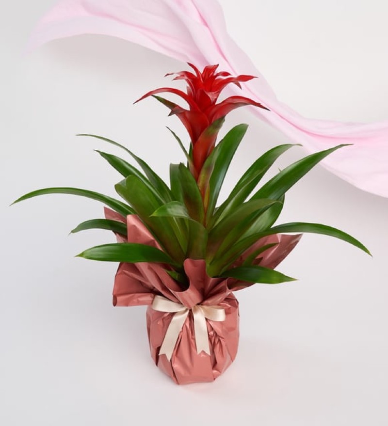 Buketli Polimer Saksıda Guzmania