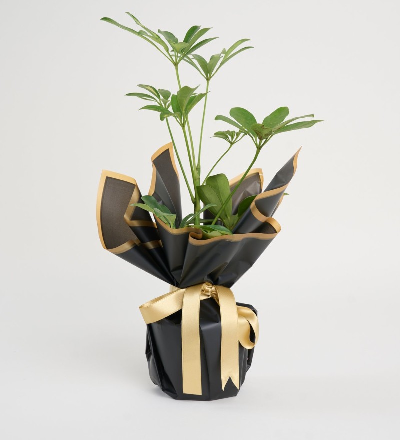 Siyah Buket Kağıdında Schefflera Tekli p12