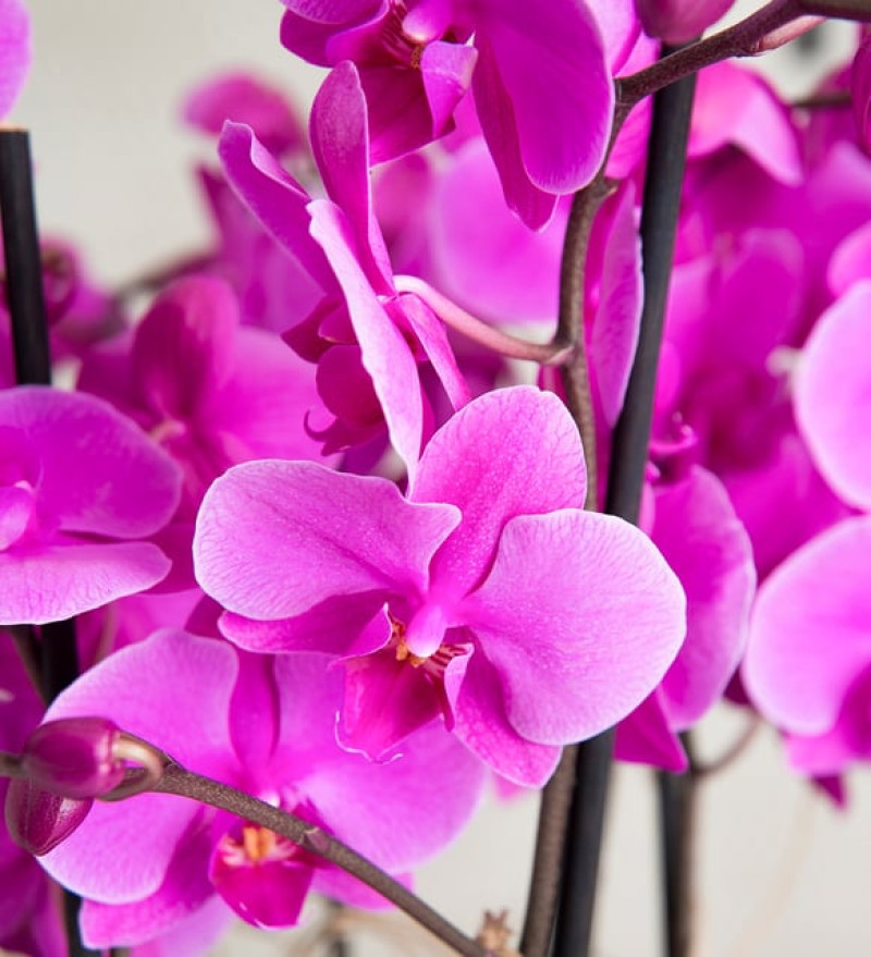 Margherita 10 Dal Mor Orkide