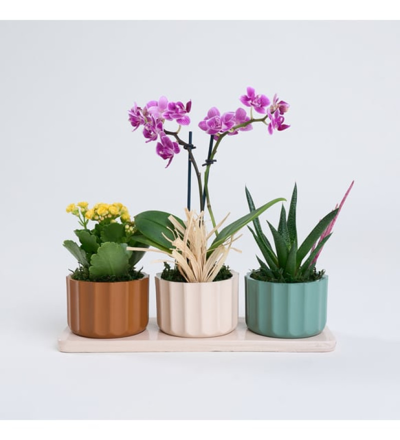 Mor Orkide, Haworthia ve Kalanchoe