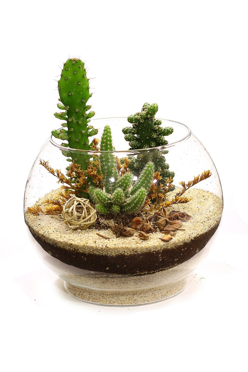 Teraryum Kaktüs Bahçesi